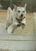baileyjump